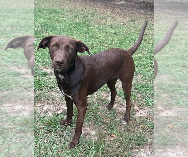 Medium Photo #4 Labrador Retriever-Unknown Mix Puppy For Sale in Ocean Springs, MS, USA