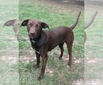 Small #3 Labrador Retriever Mix