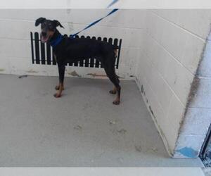 Doberman Pinscher Dogs for adoption in San Bernardino, CA, USA