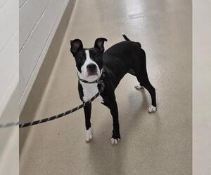 Mutt Dogs for adoption in Decatur, IL, USA