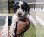 Small #1 Bernedoodle-Cavapoo (Miniature) Mix