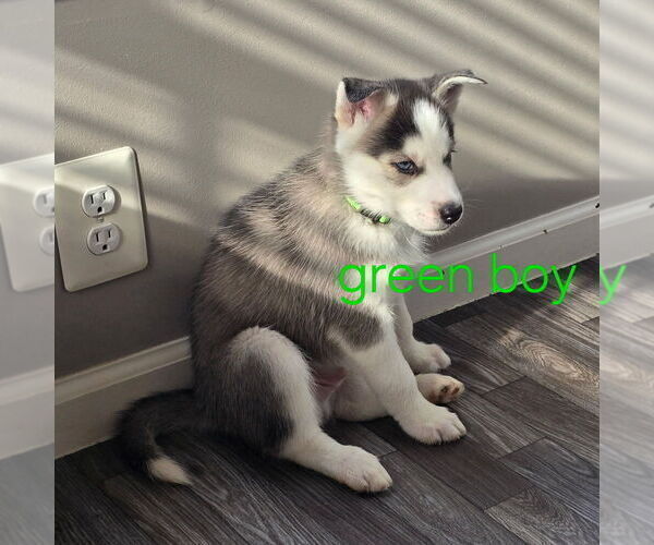 Medium Photo #37 Siberian Husky Puppy For Sale in KING GEORGE, VA, USA