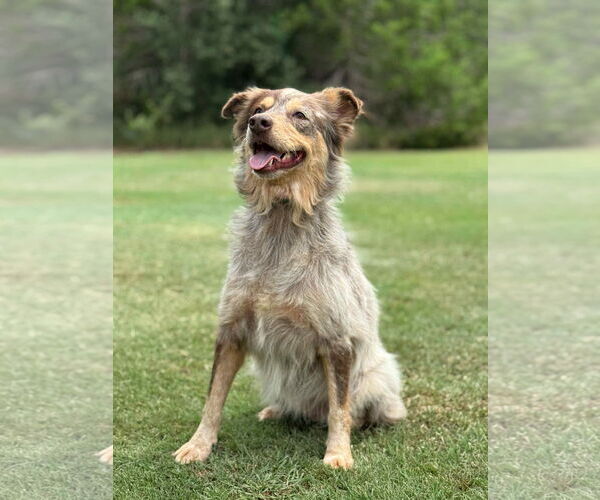 Medium Photo #4 Mutt Puppy For Sale in PIPE CREEK, TX, USA
