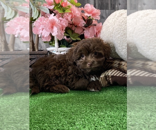 Medium Photo #2 Havanese Puppy For Sale in CANOGA, NY, USA