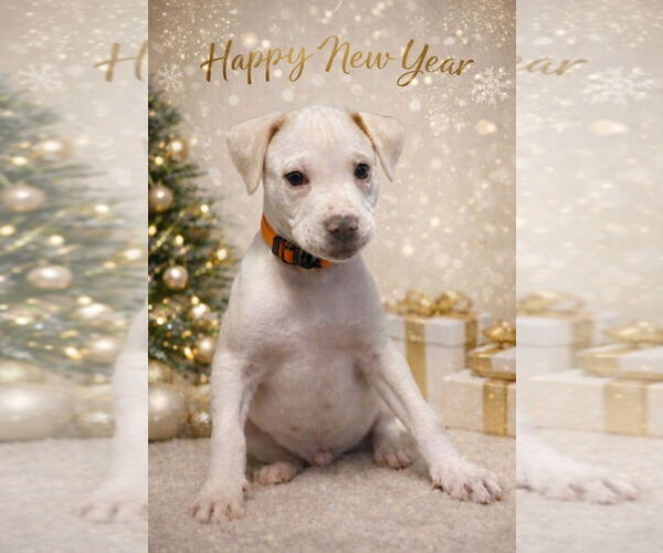 Medium Photo #1 Bulldog-Unknown Mix Puppy For Sale in Sanford, FL, USA