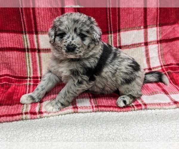 Medium Photo #17 Aussiedoodle Puppy For Sale in SPARTA, MO, USA