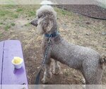 Small Photo #1 Labradoodle Puppy For Sale in AIKEN, SC, USA