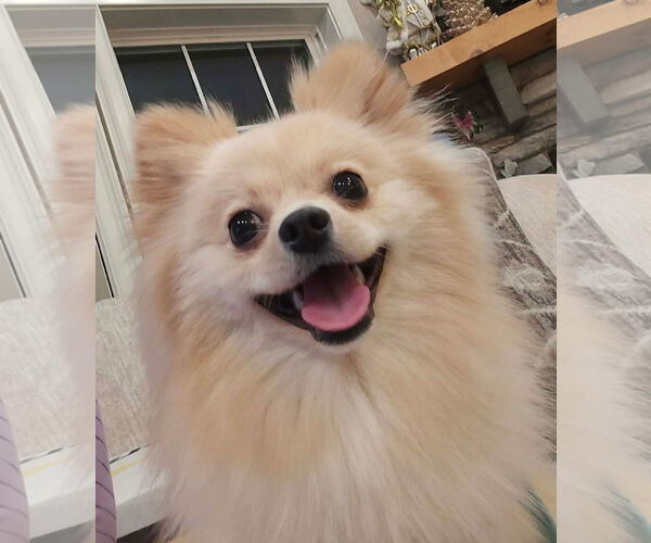 Medium Photo #2 Pomeranian Puppy For Sale in Lebanon, PA, USA