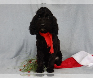 Cockapoo Puppy for sale in MILLERSBURG, OH, USA