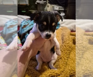 Chihuahua Puppy for sale in PORTLAND, IN, USA