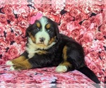 Small Photo #1 Bernese Mountain Dog Puppy For Sale in DELTA, PA, USA