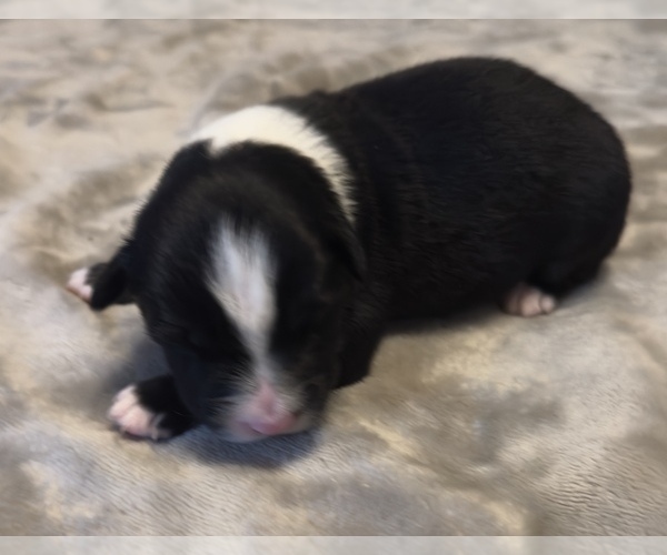 Medium Photo #45 Australian Shepherd Puppy For Sale in SALISBURY, NC, USA