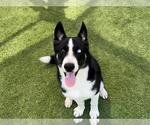 CLAY - Male Siberian Husky-Unknown Mix Dog for Adoption - Small photo