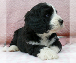 Small Photo #12 Bernedoodle (Miniature) Puppy For Sale in ROY, UT, USA