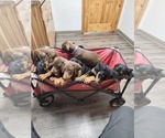 Small #2 Doberman Pinscher