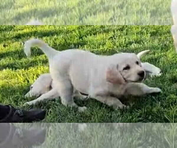 Medium Photo #6 Labrador Retriever Puppy For Sale in CEDAREDGE, CO, USA