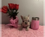 Small French Bulldog