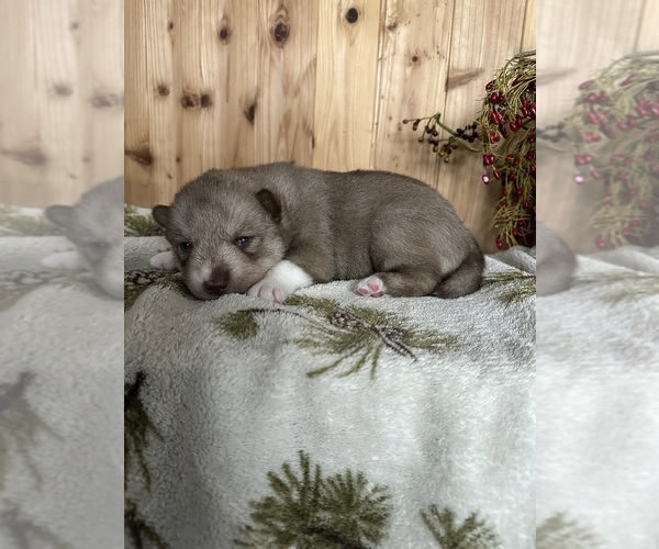Medium Photo #6 Siberian Husky Puppy For Sale in STAPLES, MN, USA