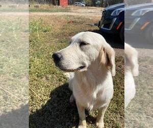 Goldendoodle Puppy for sale in GALT, CA, USA