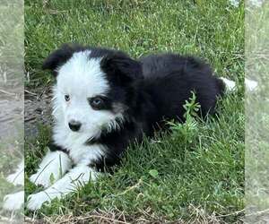 Miniature Australian Shepherd Puppy for sale in BROOKER, FL, USA