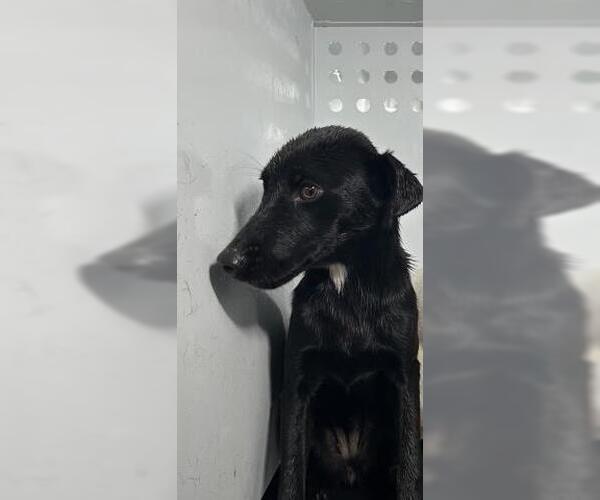 Medium Photo #1 Labrador Retriever-Unknown Mix Puppy For Sale in Visalia, CA, USA