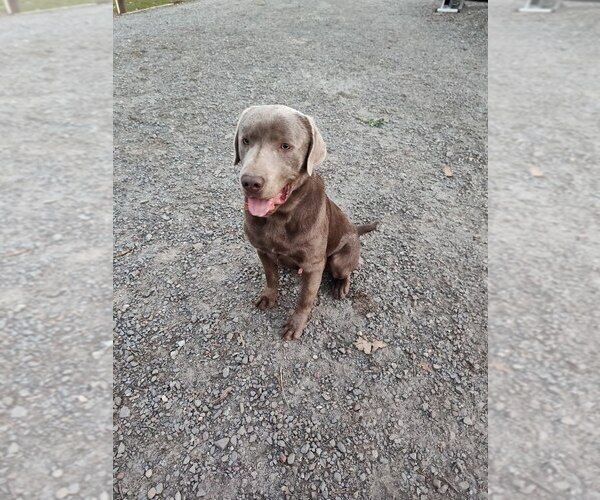 Medium Photo #1 Labrador Retriever Puppy For Sale in GREENWOOD, WI, USA
