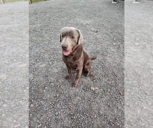 Father of the Labrador Retriever puppies born on 07/23/2025