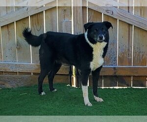 Border Collie-Unknown Mix Dogs for adoption in Highland, IL, USA