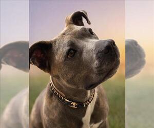 *CHANEL - Female American Pit Bull Terrier Dog for Adoption - Photo #3