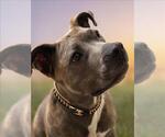 Small #2 American Pit Bull Terrier