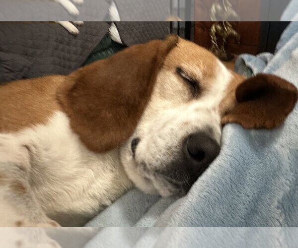 Medium Photo #3 Beagle Puppy For Sale in Alexander, AR, USA