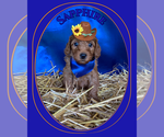 Puppy 3 Goldendoodle-Poodle (Miniature) Mix