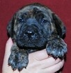 Small Photo #3 Cane Corso-Mastiff Mix Puppy For Sale in CABOOL, MO, USA