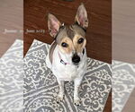 Small #2 Rat Terrier Mix