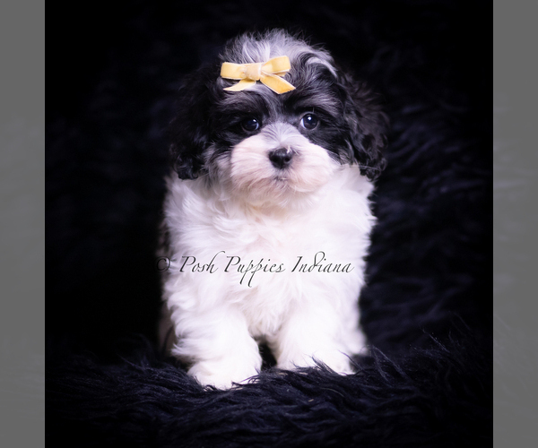 Medium Photo #34 Maltipoo (Miniature) Puppy For Sale in WARSAW, IN, USA