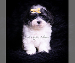 Small Photo #34 Maltipoo (Miniature) Puppy For Sale in WARSAW, IN, USA