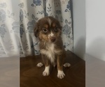 Small #4 Miniature Australian Shepherd