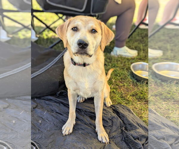 Medium Photo #22 Retriever -Unknown Mix Puppy For Sale in Holly Springs, NC, USA