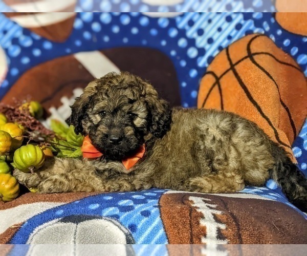 Medium Photo #6 Aussiedoodle Puppy For Sale in OXFORD, PA, USA