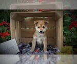 Small Photo #2 Shiba Inu Puppy For Sale in LUBLIN, WI, USA