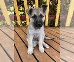 Puppy Puppy 7 German Shepherd Dog