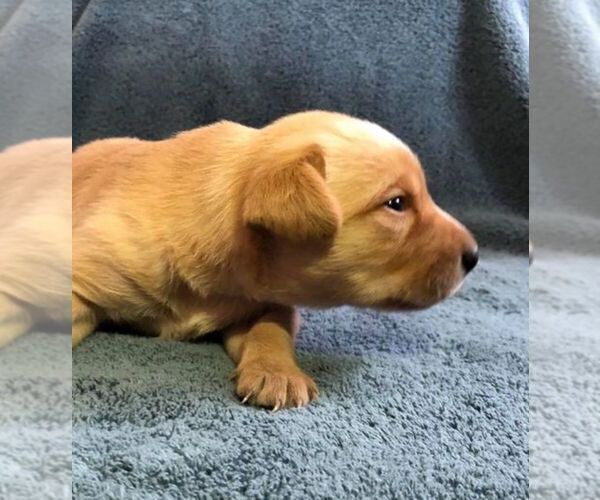 Medium Photo #5 Labrador Retriever Puppy For Sale in BROWNS VALLEY, CA, USA