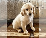 Small Photo #15 Goldendoodle Puppy For Sale in PENSACOLA, FL, USA