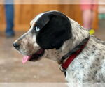 Small #2 Bagle Hound