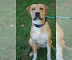 Small #2 Mastiff-Redbone Coonhound Mix
