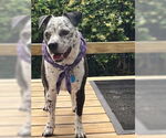 Small #4 American Pit Bull Terrier Mix
