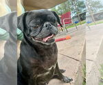 Small #2 Pug