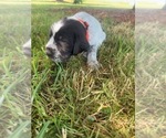 Puppy Orange Puppy German Wirehaired Pointer