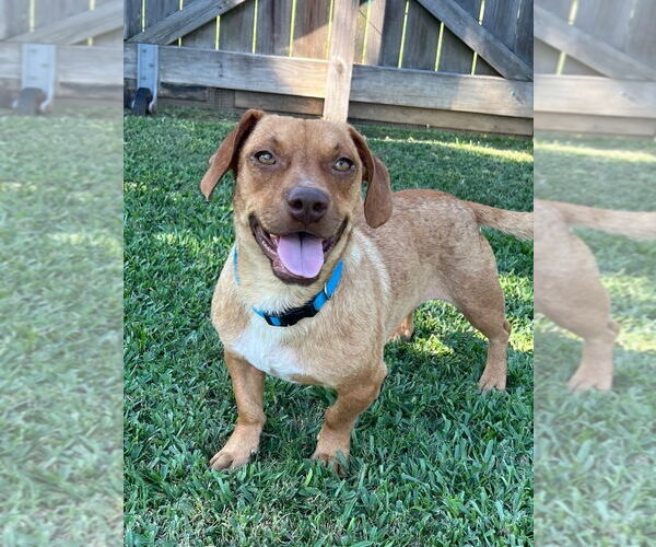 Medium Photo #2 Dachshund-Unknown Mix Puppy For Sale in Oakhurst, NJ, USA