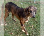 Small Catahoula Leopard Dog Mix